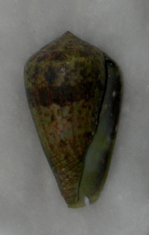 conus guancha